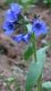 Blaues
                              S�dalpen- Lungenkraut
