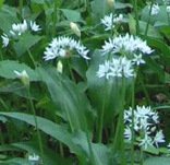 Bear
                          leek