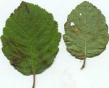 Alder leaves of grey alder