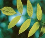 Ash:
                            Pinnate leaf