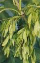 Ash seed green