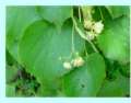 Lime leaves
                          with lime blossoms