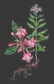 Snakeroot
