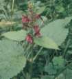 Hedge woundwort - Wald-Ziest