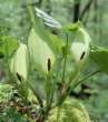 Arum: All parts are deadly
                          poisonous. -- Aronstab