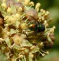 Ivy flowers for insects --
                          Efeubl�eten f�r Insekten