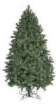 Fir Tree -- Tanne (Rottanne)