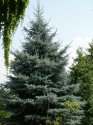 Pine tree --
                          Fichte