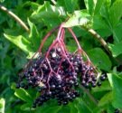 Elderberries -- Holunderbeeren
