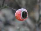 Ice
                          berry, another berry -- Eisbeere