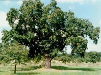 Sorb tree: A wild apple tree that is no
                          longer present in the dense "cultivated
                          forests". -- Apfelbaum Speierling