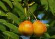 Apples of sorb tree --
                          Speierling-Apfel