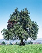 Wild pear -- Wildbirne