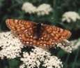 Scarce fritillary -- Kleiner
                              Maivogel