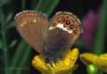 Scarce heath
                              -- Waldwiesenv�gelchen