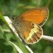 Pearly heath -- Weissbindiges
                              Wiesenv�gelchen