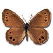 Woodland brown -- Gelbringfalter
