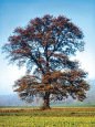 Common oak -- Stieleiche