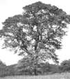 Sessile
                        oak -- Traubeneiche