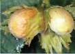 Immature hazelnuts -- Haselnuss unreif
                            Hasel , hazelnut