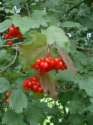 Berries of common snowball for animals
                            -- Beeren des Gemeinen Schneeball