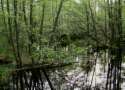 Alders in
                              society with waters -- Erle, Erlenbruch