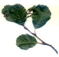 Alder leaves --
                              Erlenbl�tter