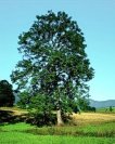 Ash: the adult shape --
                            Esche