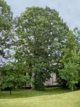Red oak --
                            Roteiche