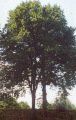 White beech as a tree (rare) --
                                Weissbuche