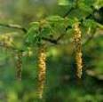 White beech: Pollen, a provocateur for
                            Bach flower therapy.