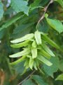 Seeds of
                                the white beech -- Samen der Weissbuche