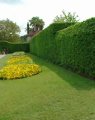 White beech as sterile hedge with
                                sterile lawn, without berry bushes. --
                                Weissbuche als sterile Hecke