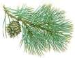 Needles and
                              cones of scots pine -- Nadeln und Zapfen
                              der Forche
