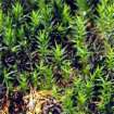 Female hair moss
                            -- Frauenhaarmoos