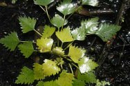 Water caltrop -- Wassernuss