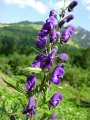 Aconite -- Eisenhut