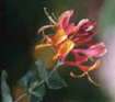 Italian
                              honeysuckle -- Jel�ngerjelieber