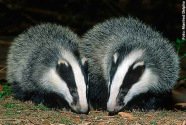 Badger -- Dachs