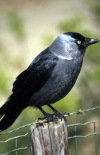 Jackdaw -- Dohle