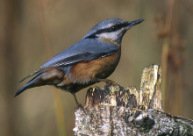 Nuthatch -- Kleiber