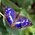 Purple emperor, male -- Grosser
                            Schillerfalter M�nnchen, m�nnlich