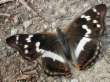 Lesser purple emperor, female --
                            Kleiner Schillerfalter, weiblich