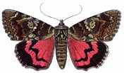 Crimson underwing -- Eichenkarmin