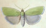 Acorn
                          moth -- Eichenwickler