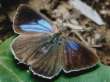 Purple hairstreak -- Blauer
                              Eichenzipfelfalter
