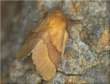 Common lackey moth -- Ringelspinner