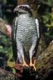 Hawk -- Habicht