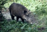 Wild boars
                            on a forest meadow -- Wildschwein im Wald