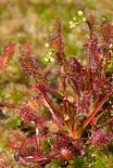 Sundew -- Sonnentau